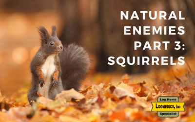 Natural Enemies Part 3: Squirrels