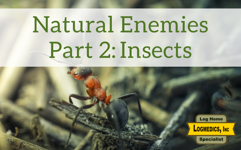 Natural Enemies Part 2: Insects